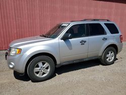 Salvage cars for sale from Copart London, ON: 2012 Ford Escape XLT