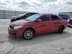 Toyota salvage cars for sale: 2010 Toyota Corolla Base