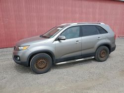 Salvage cars for sale from Copart London, ON: 2011 KIA Sorento Base
