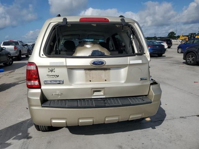 2010 Ford Escape XLT