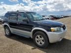 2007 Ford Escape XLT