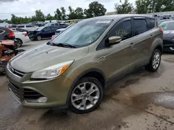 Salvage cars for sale at Bridgeton, MO auction: 2013 Ford Escape SEL