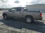 2010 Dodge Dakota SXT