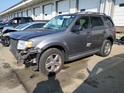 2010 Ford Escape XLT en venta en Louisville, KY