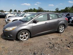 Ford Focus SE salvage cars for sale: 2014 Ford Focus SE