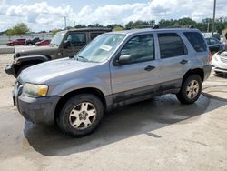 Salvage cars for sale at Louisville, KY auction: 2007 Ford Escape XLT