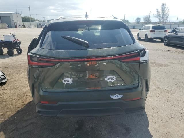 2024 Lexus NX 250 Base