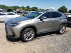 2025 Lexus NX 350H Base