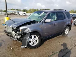 Ford Escape XLT salvage cars for sale: 2008 Ford Escape XLT