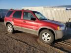 2001 Ford Escape XLT