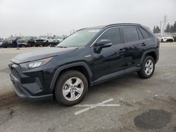 Salvage cars for sale from Copart Rancho Cucamonga, CA: 2019 Toyota Rav4 LE