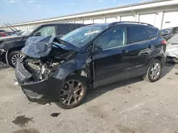 Salvage cars for sale at Louisville, KY auction: 2016 Ford Escape SE