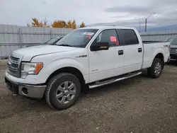 Salvage trucks for sale at Nisku, AB auction: 2013 Ford F150 Supercrew