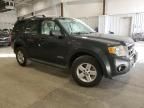 2008 Ford Escape HEV