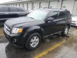 Salvage cars for sale at auction: 2010 Ford Escape XLT