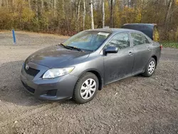 Salvage cars for sale at Cookstown, ON auction: 2009 Toyota Corolla Base