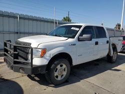 Ford salvage cars for sale: 2013 Ford F150 Supercrew