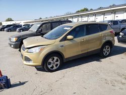 Salvage cars for sale at Louisville, KY auction: 2014 Ford Escape SE