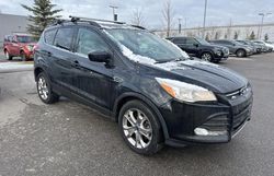 Salvage cars for sale from Copart Rocky View County, AB: 2014 Ford Escape SE