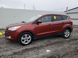 Salvage cars for sale at Albany, NY auction: 2015 Ford Escape SE