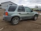 2005 Ford Escape XLT