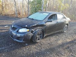 Salvage cars for sale at Cookstown, ON auction: 2010 Toyota Corolla Base