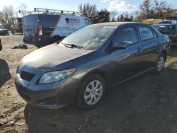 Toyota salvage cars for sale: 2010 Toyota Corolla Base