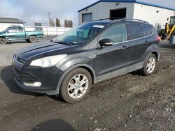 Ford Escape salvage cars for sale: 2013 Ford Escape SEL