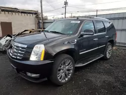 Cadillac salvage cars for sale: 2010 Cadillac Escalade Luxury