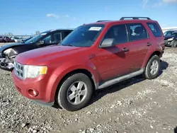 Salvage cars for sale from Copart Earlington, KY: 2011 Ford Escape XLT