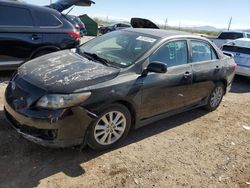 Salvage cars for sale at Tucson, AZ auction: 2010 Toyota Corolla Base