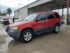 2005 Ford Escape XLT