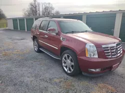 Cadillac salvage cars for sale: 2011 Cadillac Escalade Luxury