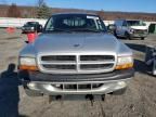 2001 Dodge Dakota Quattro