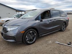 Honda Odyssey salvage cars for sale: 2024 Honda Odyssey Elite