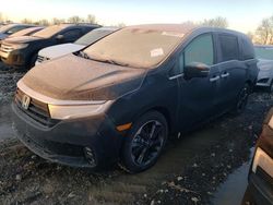 Salvage cars for sale at Cicero, IN auction: 2023 Honda Odyssey Elite