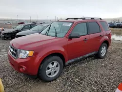 Salvage cars for sale at Magna, UT auction: 2010 Ford Escape XLT