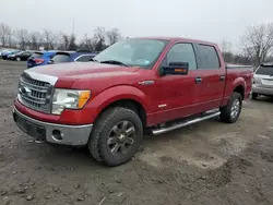 Salvage trucks for sale at Marlboro, NY auction: 2013 Ford F150 Supercrew