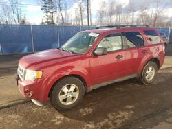 Salvage cars for sale at Moncton, NB auction: 2011 Ford Escape XLT