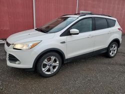 Salvage cars for sale at London, ON auction: 2014 Ford Escape SE