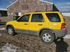 2001 Ford Escape XLT