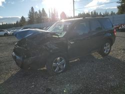 Ford Escape Vehiculos salvage en venta: 2009 Ford Escape XLT