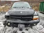 2001 Dodge Dakota Quattro