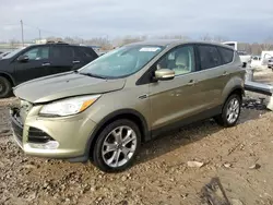 Salvage cars for sale at Louisville, KY auction: 2013 Ford Escape SEL