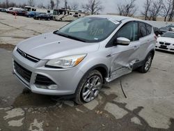 Salvage cars for sale at Bridgeton, MO auction: 2013 Ford Escape SEL