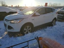 Salvage cars for sale at Barberton, OH auction: 2016 Ford Escape SE