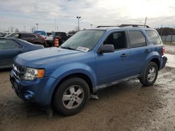 Salvage cars for sale at Indianapolis, IN auction: 2009 Ford Escape XLT